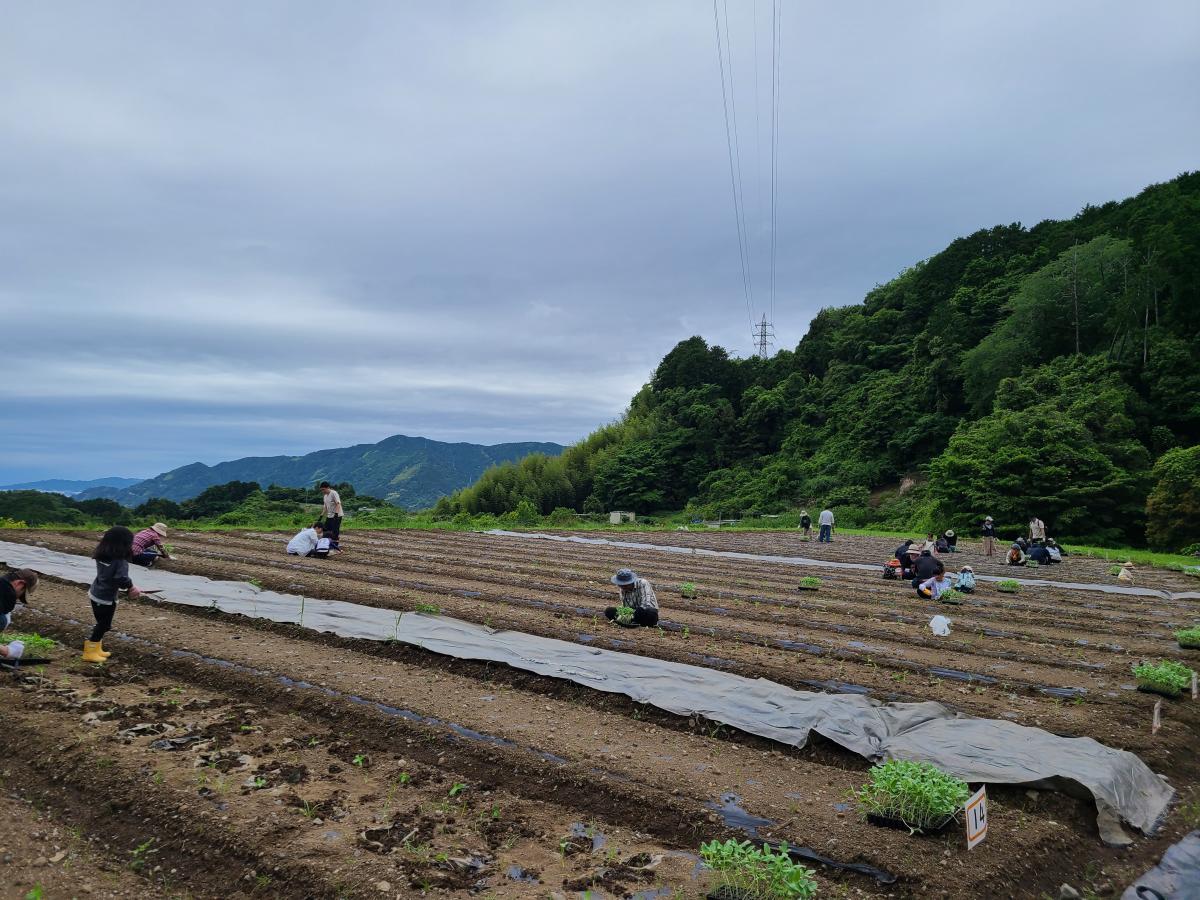 ひまわりの苗植え体験