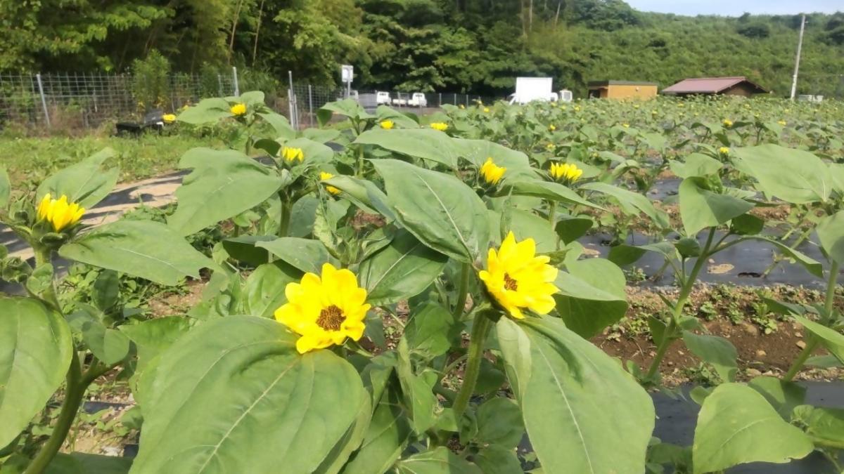 苗植えから32日後のひまわり1
