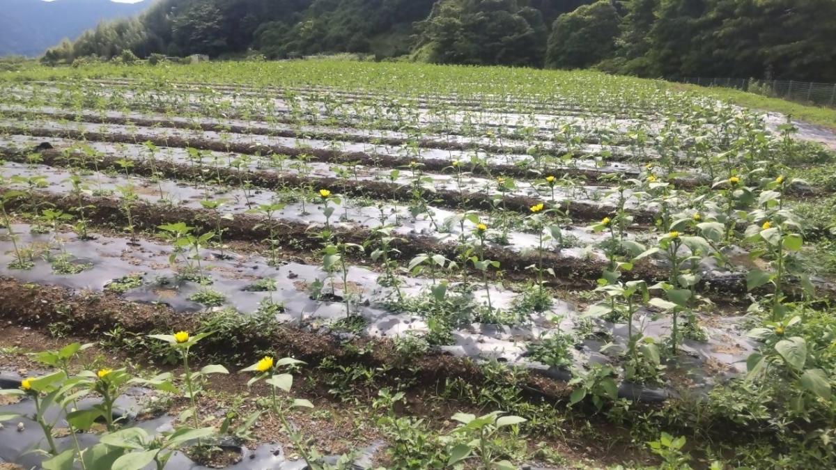 苗植えから32日後のひまわり2