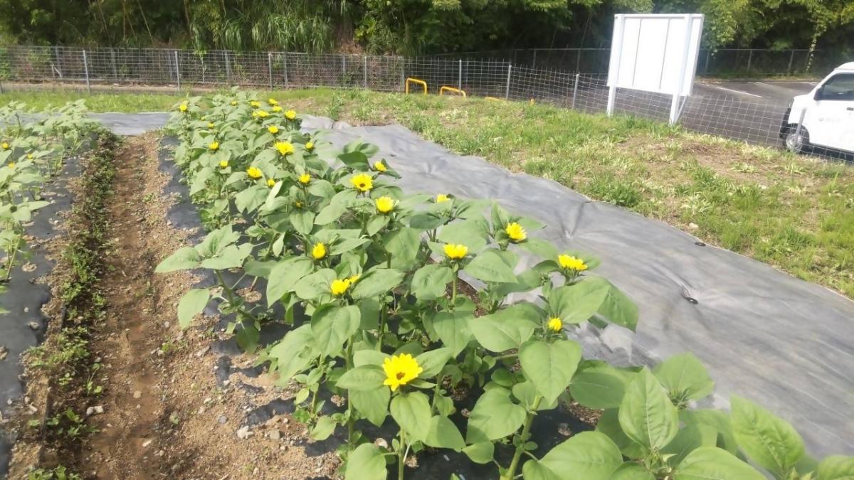 苗植えから32日後のひまわり3
