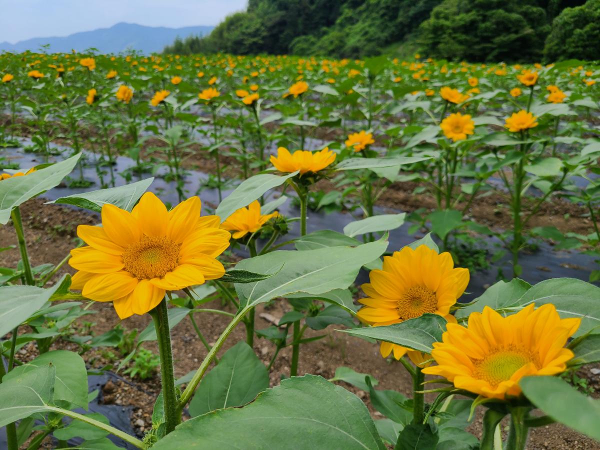 苗植えから38日後のひまわり2
