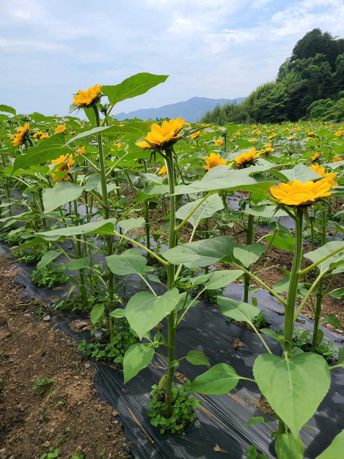 苗植えから38日後のひまわり3