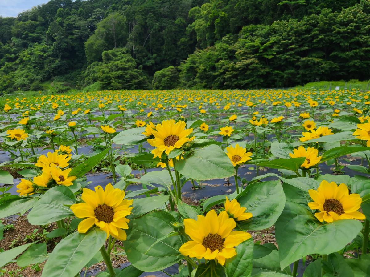 苗植えから38日後のひまわり1