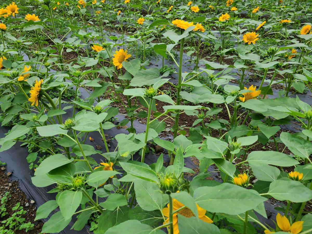苗植えから45日後のひまわり3