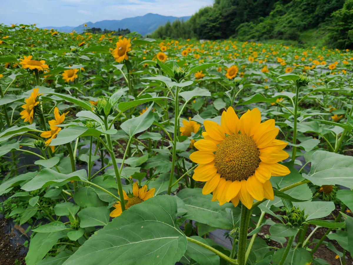 苗植えから45日後のひまわり2