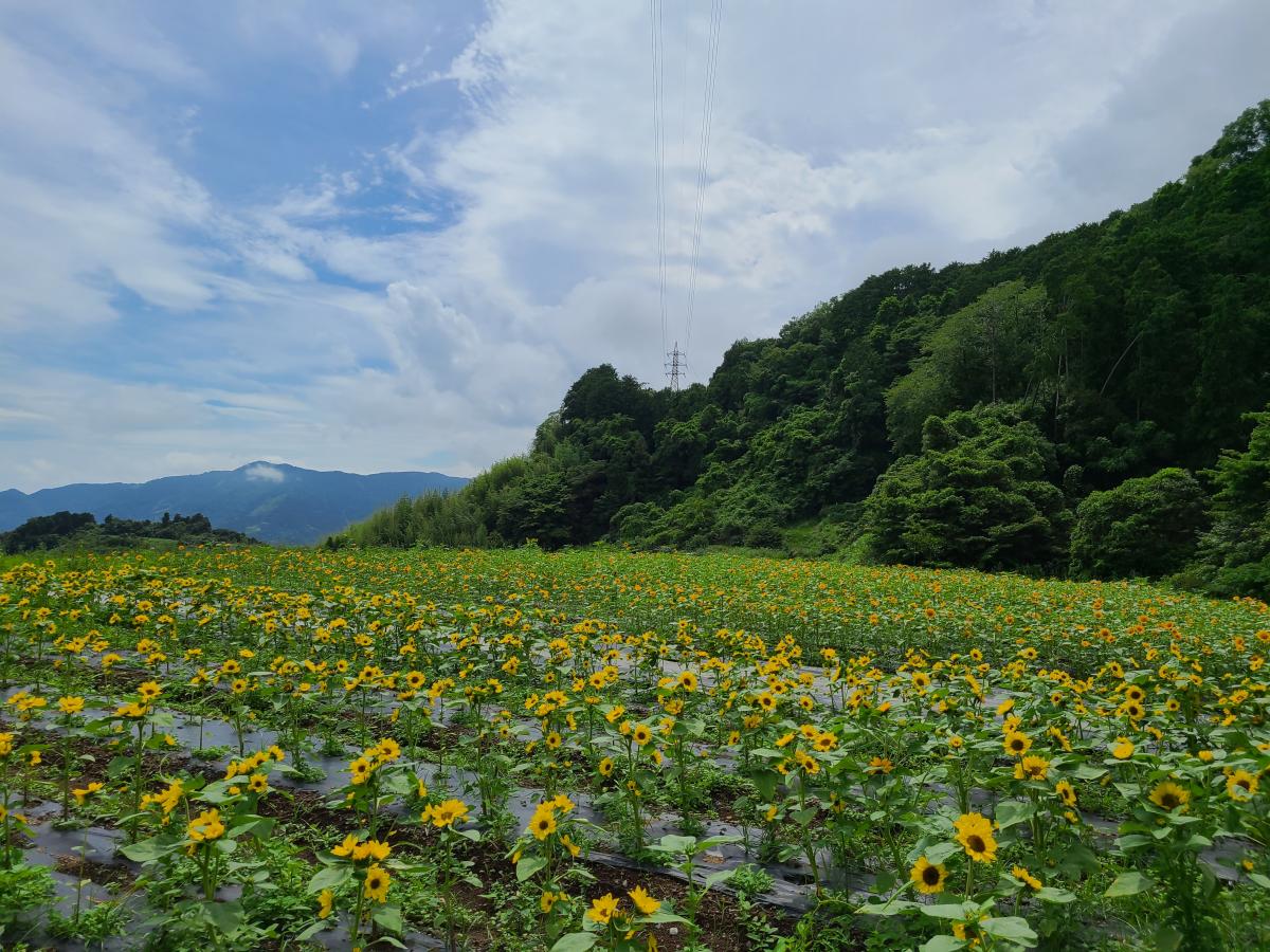 苗植えから45日後のひまわり1