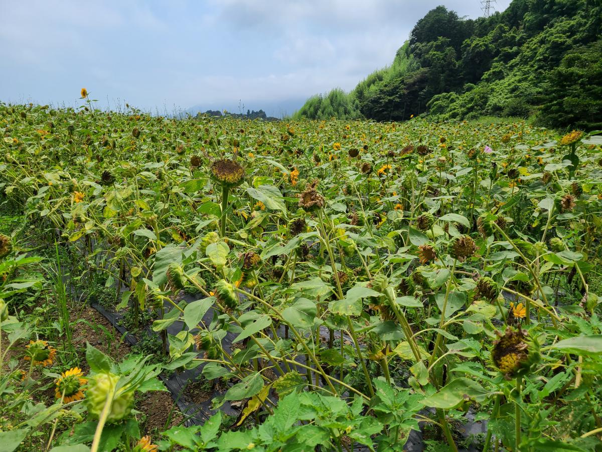 苗植えから66日後のひまわり