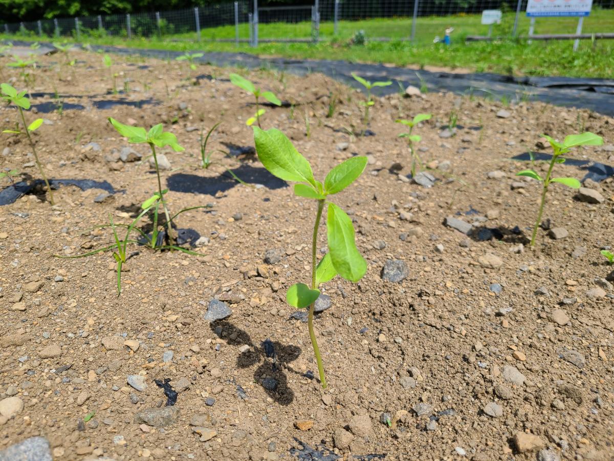 6月6日のひまわり1