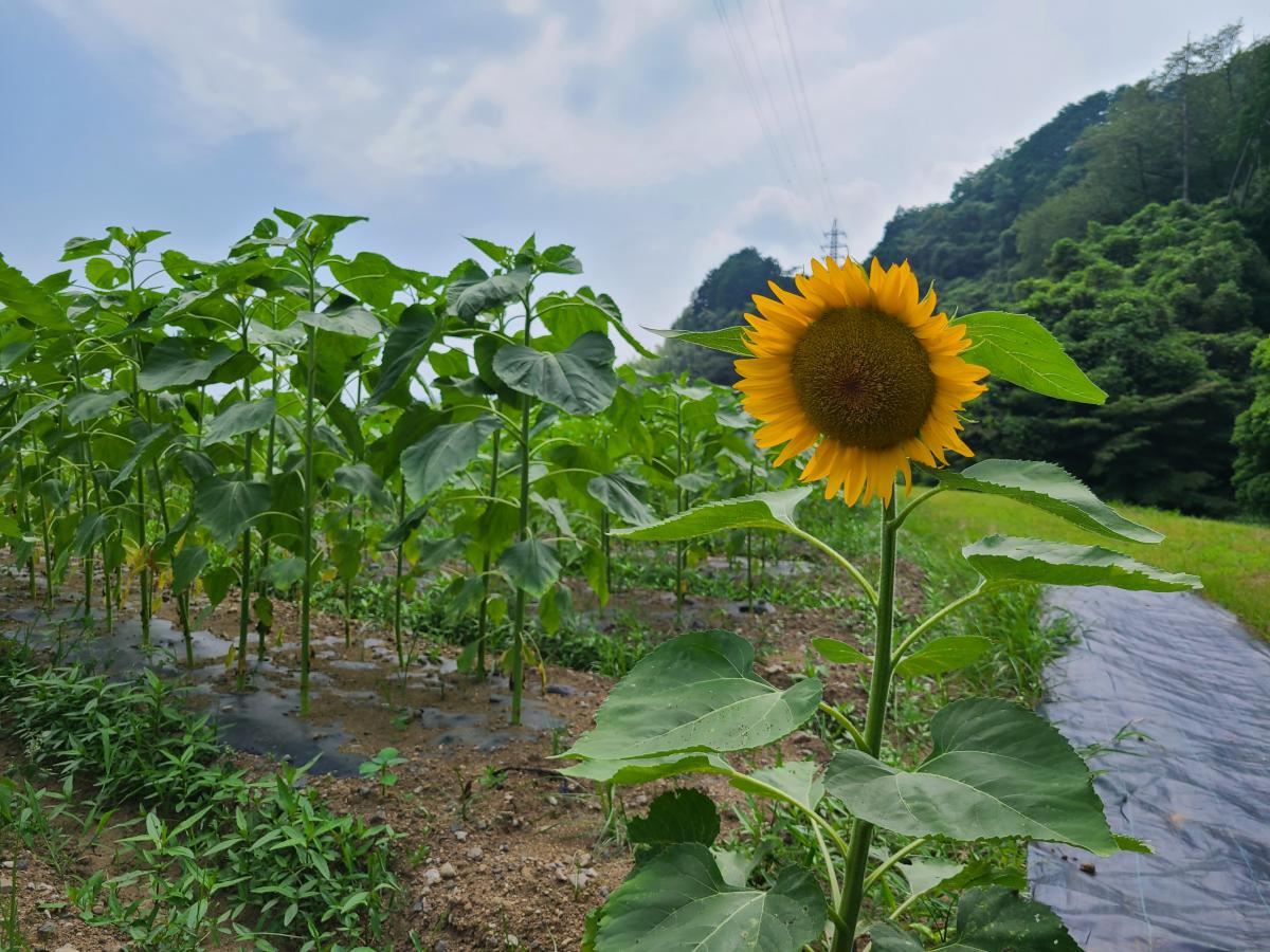 7月8日のひまわり3