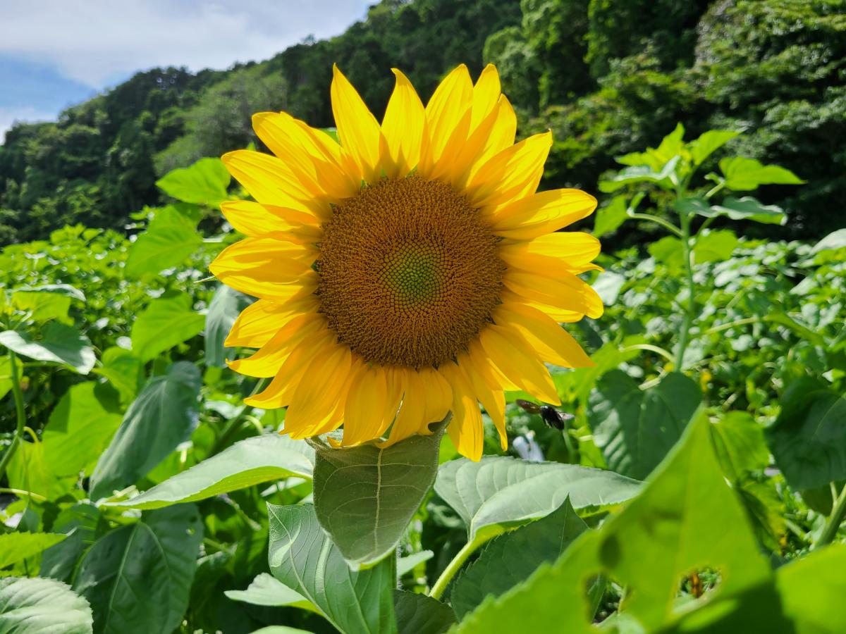 7月18日のひまわり1