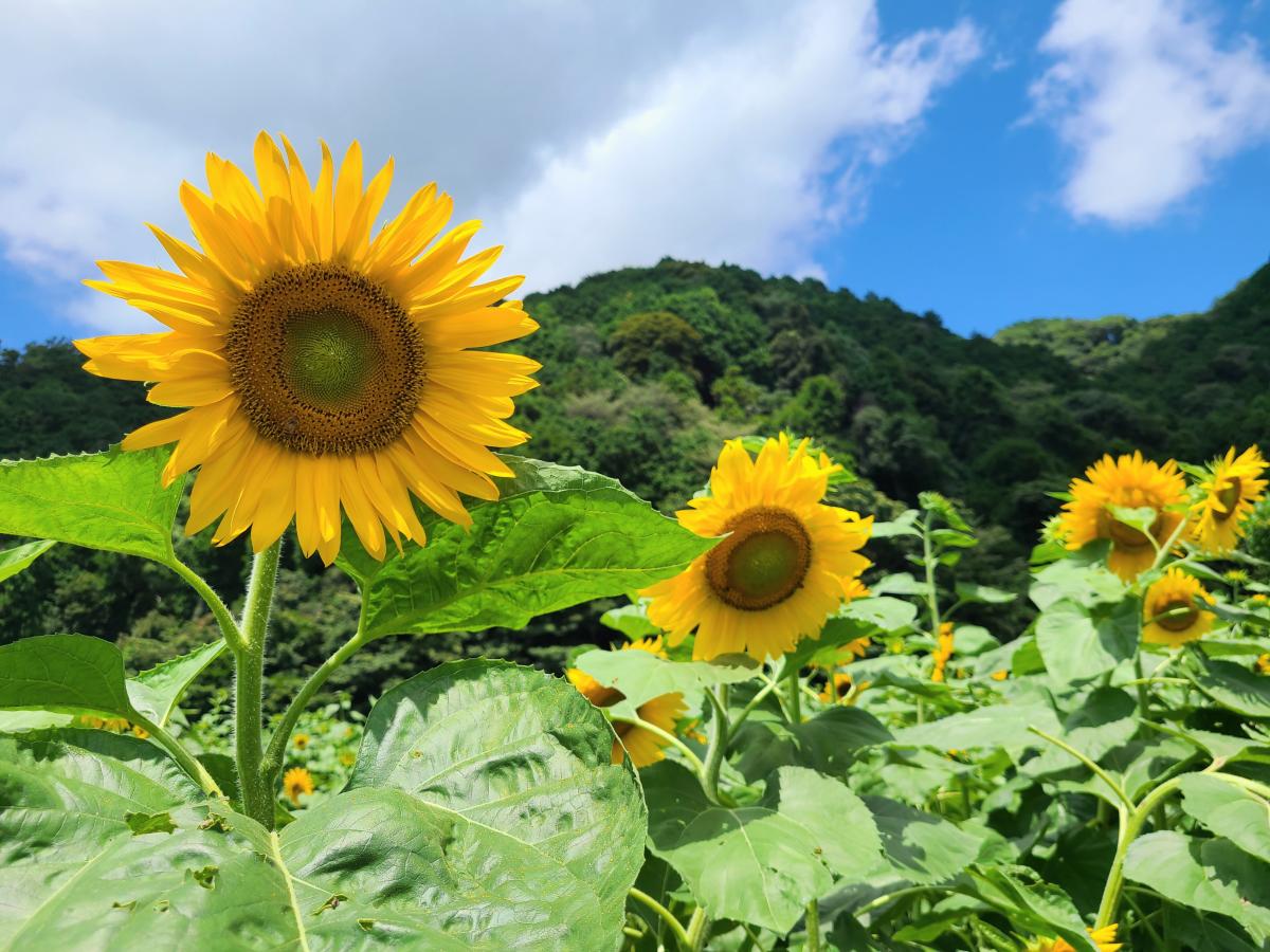 7月25日のひまわり1