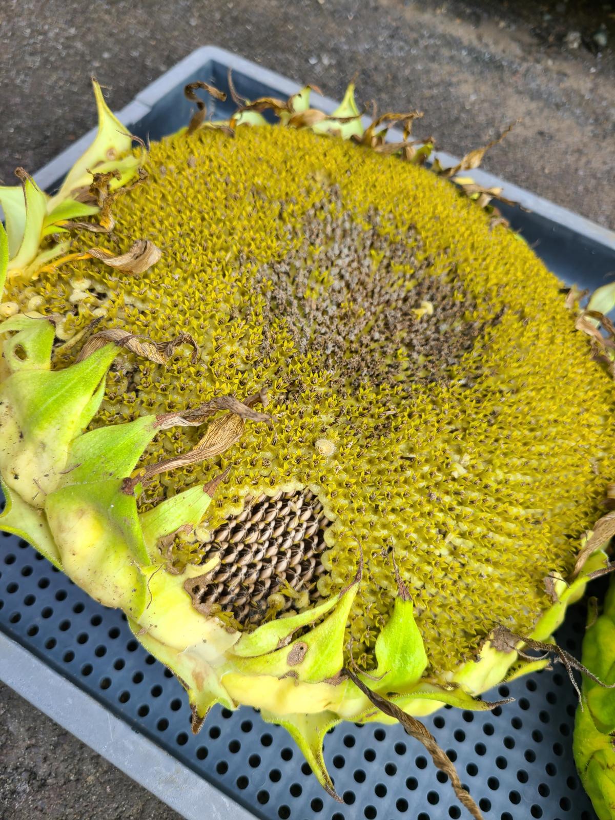 8月19日のひまわり3
