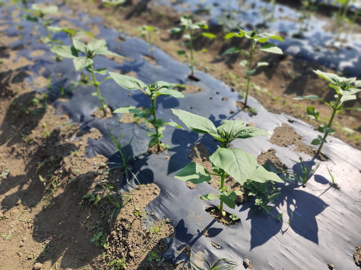草丈40センチメートル程に成長したひまわり2