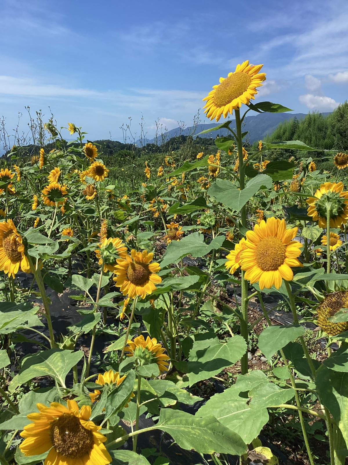苗植えから61日後のひまわり1