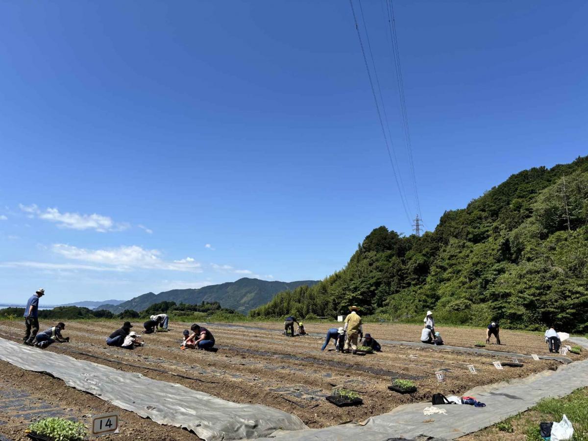 2026530ひまわり