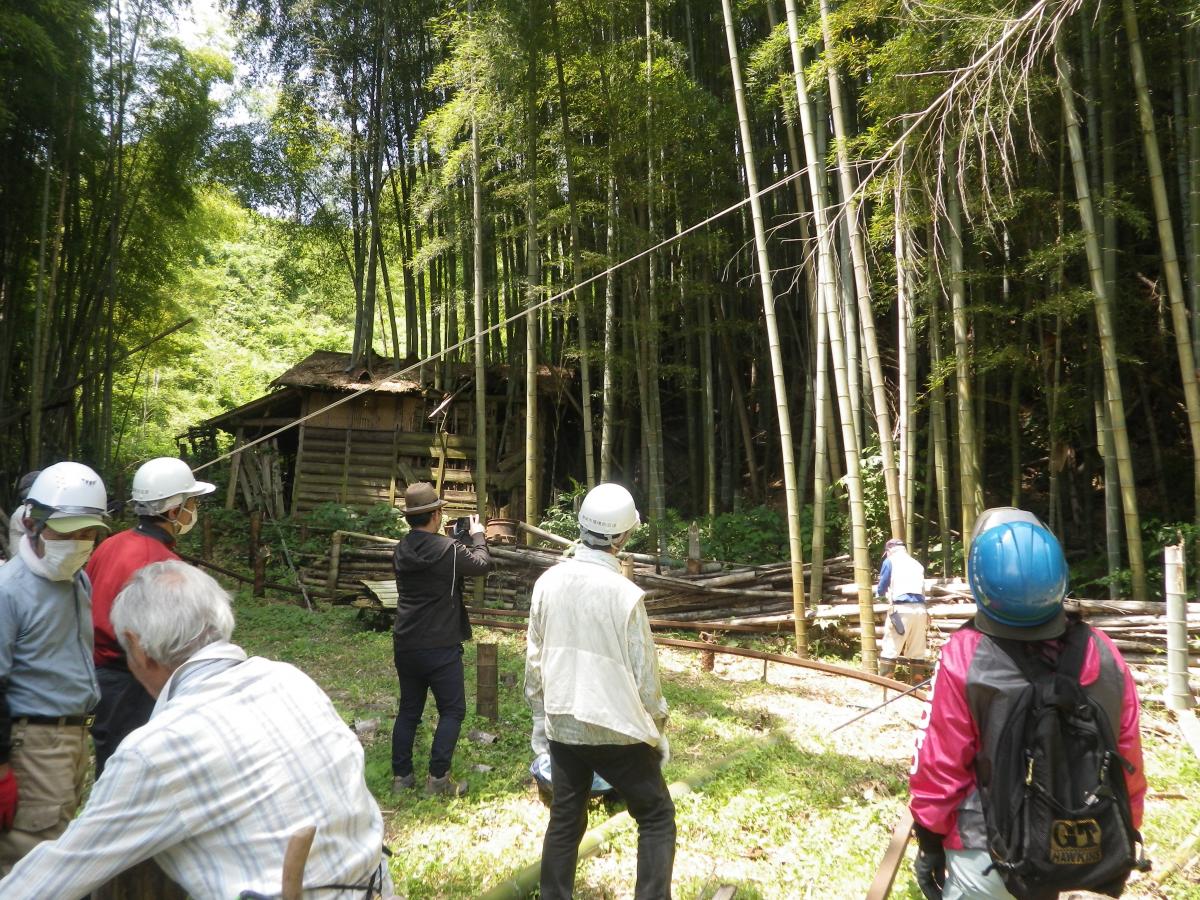 過去の伐採の様子の画像