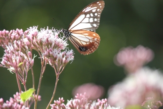 環境の挿絵蝶と花の写真