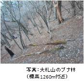 大札山のブナ林（標高1260m付近）