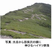 光岳から百俣沢の頭に伸びるハイマツ群落