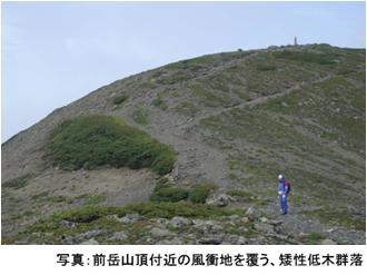 前岳山頂付近の風衝地を覆う、矮性低木群落