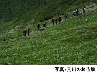 荒川のお花畑