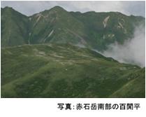 赤石岳南部の百閒平の写真