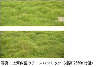 上河内岳のアースハンモック（標高2550m）の写真