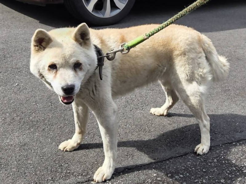 薄茶色、メスの小型から中型犬、青い首輪と緑色のリード