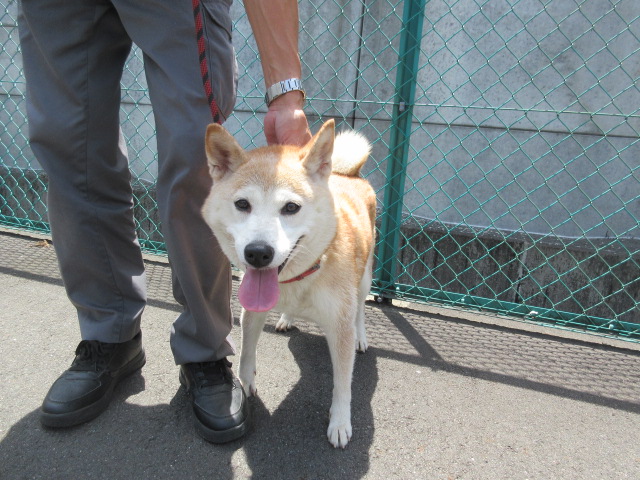 赤い首輪と赤いリードをつけたメスの柴犬
