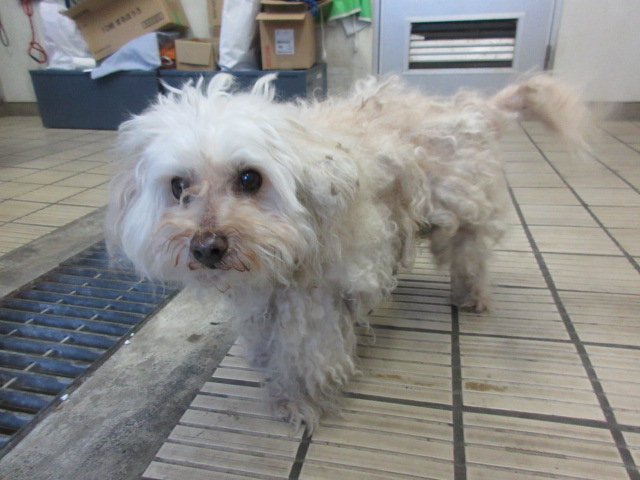 迷彩柄の首輪をつけたやや高齢の白い小型犬の画像