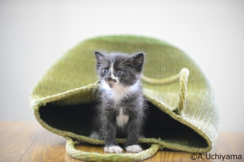 以前譲渡した子猫の写真2