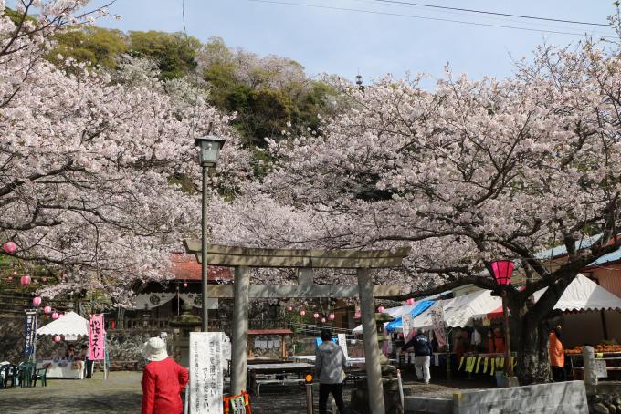御殿山の桜