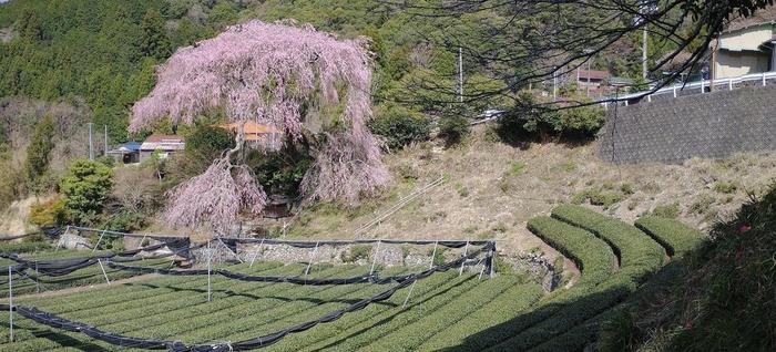 栃沢のしだれ桜1