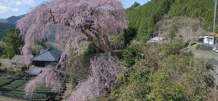 栃沢のしだれ桜2