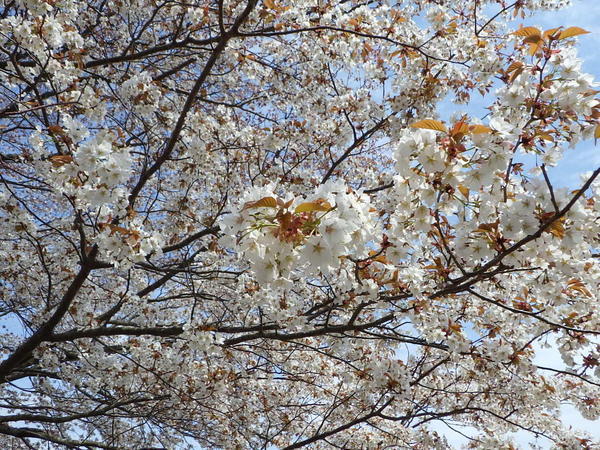 桜一部