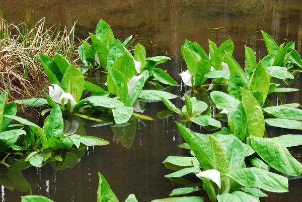 水芭蕉