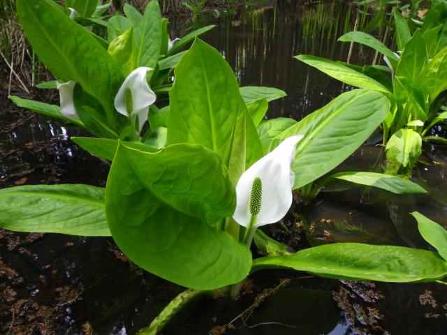 植物