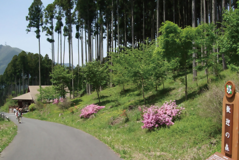 高山・市民の森の様子