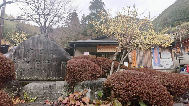 うつろぎ横の蝋梅