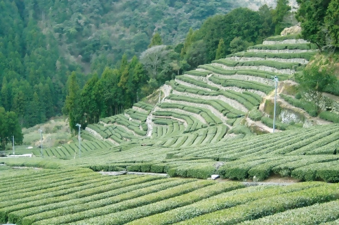 足久保の棚茶畑
