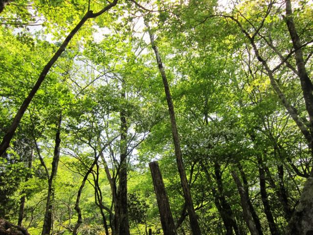 登山道の様子