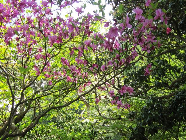 登山道の様子