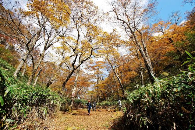 紅葉の様子