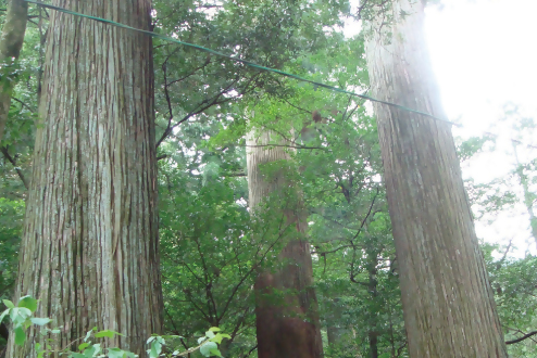 白髭神社の大杉