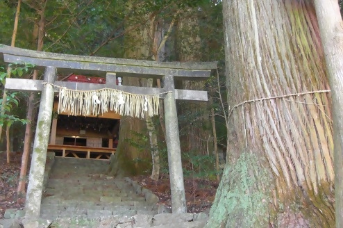 白髭神社の大杉2