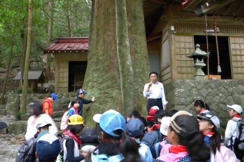 白髭神社の大杉3