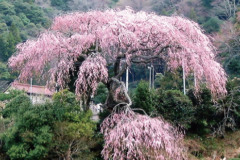 枝垂れ桜