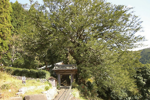 龍珠院の大カヤ