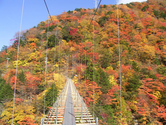 井川・畑薙大吊橋の紅葉