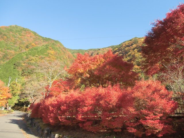 梅ケ島コンヤの里の紅葉3